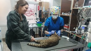 Video | Importante operativo para curar a un gato montés atropellado en la Ruta 237