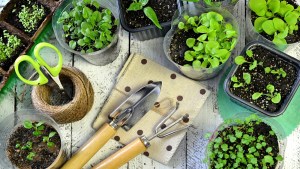 Huerta en casa fácil y rápida: Qué sembrar en invierno y qué tips tener en cuenta para cuidar tu producción