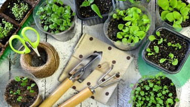 Huerta en casa fácil y rápida: Qué sembrar en invierno y qué tips tener en cuenta para cuidar tu producción