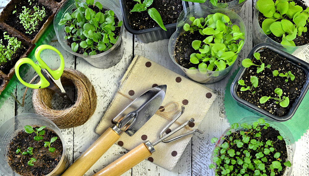 Huerta en casa fácil y rápida: Qué sembrar en invierno y qué tips tener en cuenta para cuidar tu producción thumbnail