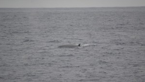 Regresaron las ballenas sei al Mar Argentino, una especie «importante para mitigar los efectos del cambio climático»