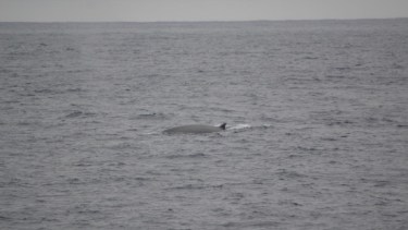 Regresaron las ballenas sei al Mar Argentino. Foto M. Iñíguez/ Fundación Cethus