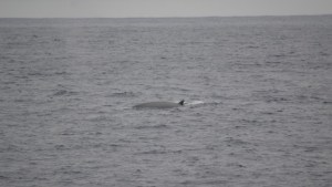 Regresaron las ballenas sei al Mar Argentino, una especie «importante para mitigar los efectos del cambio climático»