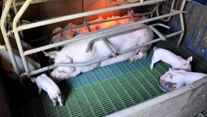Cada habitante de Neuquén consume más de 16 kilos de carne porcina al año