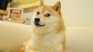 Murió Kabosu, la perrita del meme «Doge» que que inspiró el logo de una criptomoneda