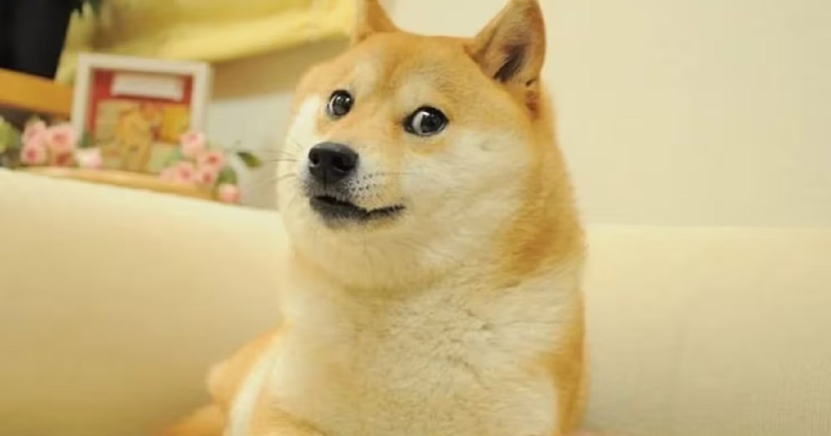 Murió Kabosu, la perrita del meme «Doge» que que inspiró el logo de una criptomoneda thumbnail