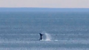 Las Grutas, de fiesta: la llegada anticipada de una ballena franca promete buenos avistajes, mirá el video de la visita…