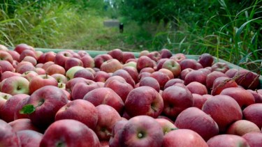 Estas son las frutas y verduras ricas en nutrientes que tenés que consumir en mayo y junio