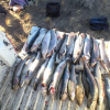 Imagen de Deberán pagar $600 mil de multa por pescar truchas de forma ilegal en Neuquén