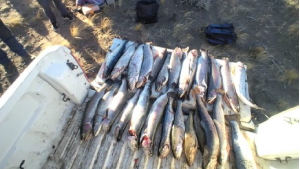 Deberán pagar $600 mil de multa por pescar truchas de forma ilegal en Neuquén