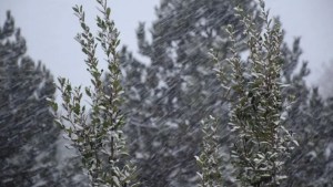 Alerta por nieve en Neuquén este martes: horarios y zonas más afectadas