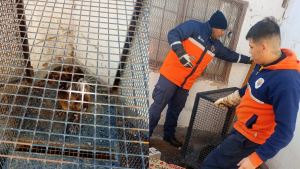 Rescataron y liberaron un pequeño animal silvestre que fue visto pleno centro de Cipolletti