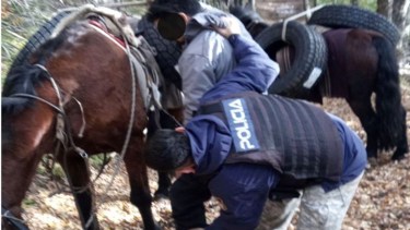 Traficaban a caballo neumáticos desde Chile a Neuquén y los descubrieron en el parque Lanín (Foto: gentileza parque nacional Lanín)