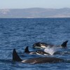 Imagen de Orcas hundieron otro velero en el estrecho de Gibraltar: cuál sería el motivo