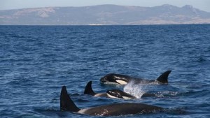 Orcas hundieron otro velero en el estrecho de Gibraltar: cuál sería el motivo