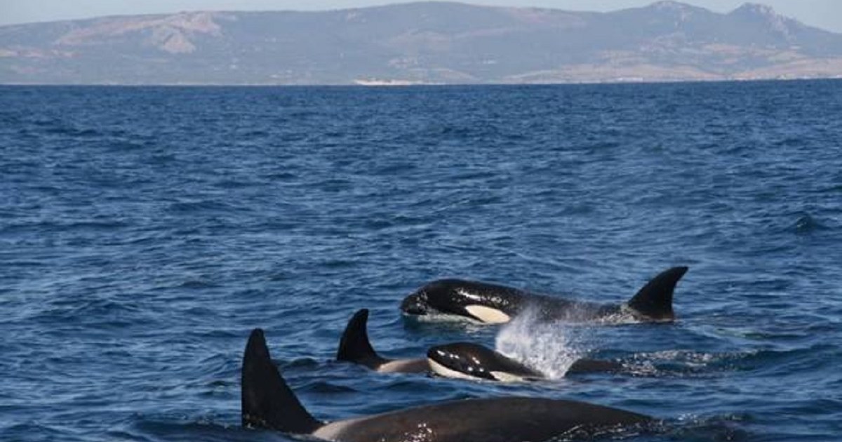 Orcas hundieron otro velero en el estrecho de Gibraltar: cuál sería el motivo thumbnail