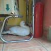 Imagen de Insólito: encontraron un pato en la puerta de su casa, en Cipolletti, y lo quieren devolver a sus dueños