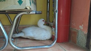 Insólito: encontraron un pato en la puerta de su casa, en Cipolletti, y lo quieren devolver a sus dueños