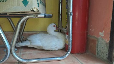 El pato se encuentra a resguardo, en una casa de Cipolletti. Foto: gentileza Miguel Ángel Parra.-