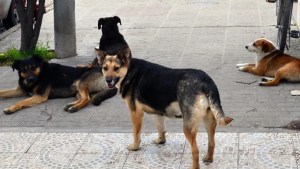 Albañil de Viedma fue atacado por perros cuando iba a la obra y será indemnizado