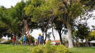 Los trabajos de poda en la zona del canal grande de Roca. 