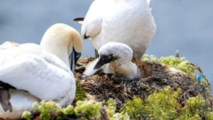 ¿Por qué la gripe aviar es ahora una gran amenaza para la vida marina?