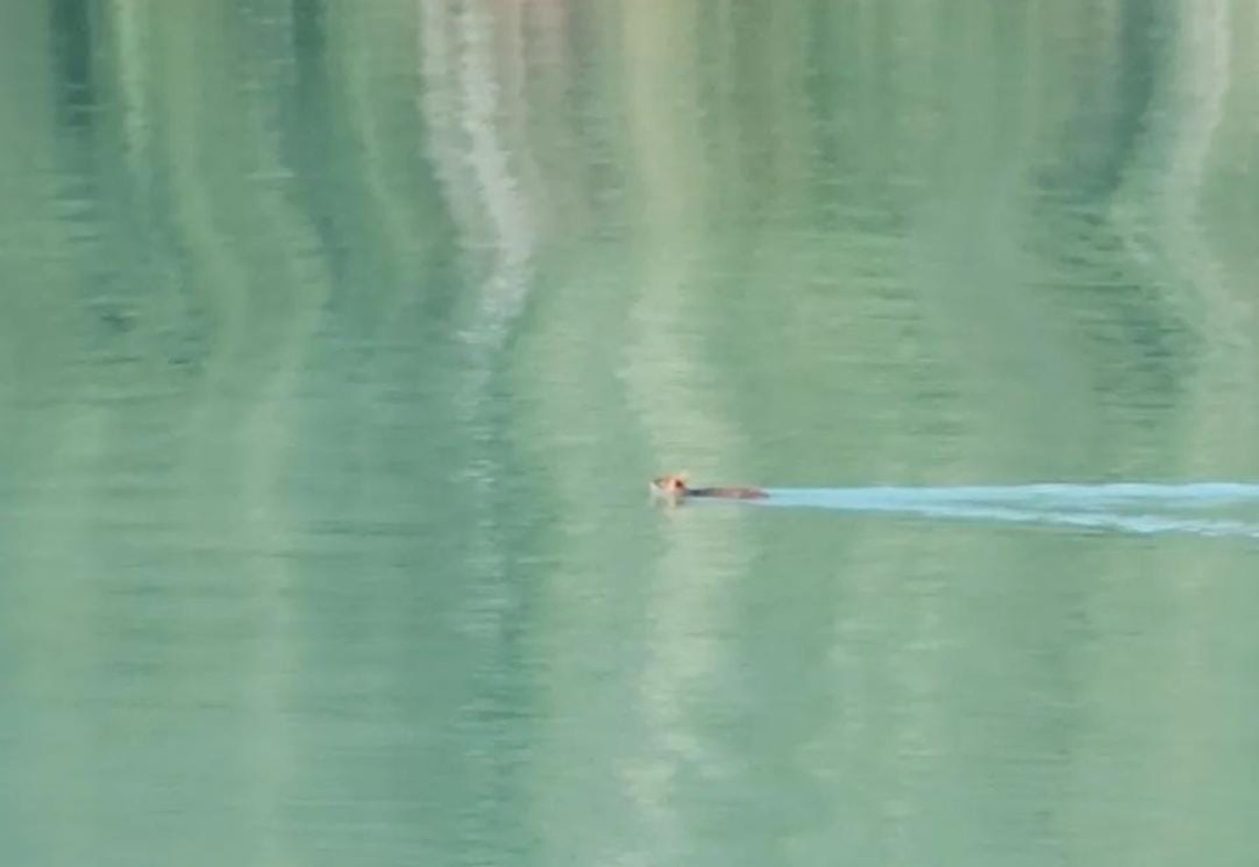 Un pudú en pleno nado fue captado por las cámaras. Foto: Captura video 