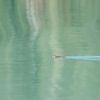 Imagen de Video: El emocionante encuentro con un pudú que cruzaba nadando un lago en Puerto Blest