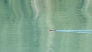 Video: El emocionante encuentro con un pudú que cruzaba nadando un lago en Puerto Blest
