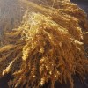 Imagen de La quinoa de Varvarco: una tradición familiar que se cosecha en otoño