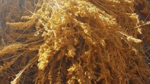 La quinoa de Varvarco: una tradición familiar que se cosecha en otoño