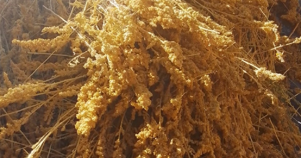 La quinoa de Varvarco: una tradición familiar que se cosecha en otoño thumbnail