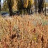 Imagen de El cultivo de quinoa criolla en Neuquén busca expandirse, crecer en superficie y en un futuro llegar a exportar