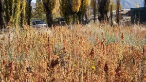 El cultivo de quinoa criolla en Neuquén busca expandirse, crecer en superficie y en un futuro llegar a exportar