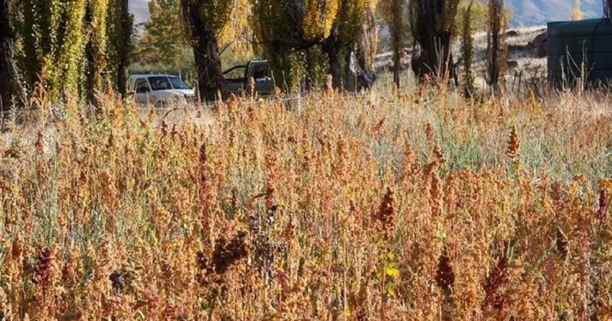 The cultivation of Creole quinoa in Neuquén goals to develop, develop regionally and export sooner or later