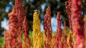 Roca: invitan al encuentro regional de cultivo de quinoa en la zona