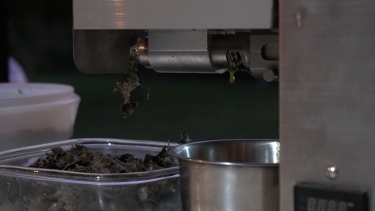 Desde Roca producen el primer aceite comestible de cáñamo. Foto: Gentileza