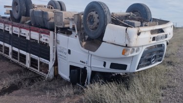 Volcó su camión con chanchos por intentar esquivar un auto en Ruta 22, cerca de Chelforó