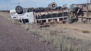 El camión transportaba 85 animales porcinos. Foto: gentileza Policía de Río Negro