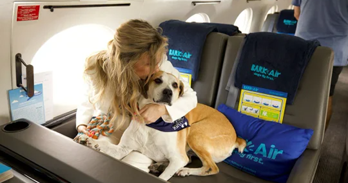 Una aerolínea de vuelos vip para perros empieza a operar en mayo: mirá cómo es thumbnail