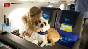 Una aerolínea de vuelos vip para perros empieza a operar en mayo: mirá cómo es