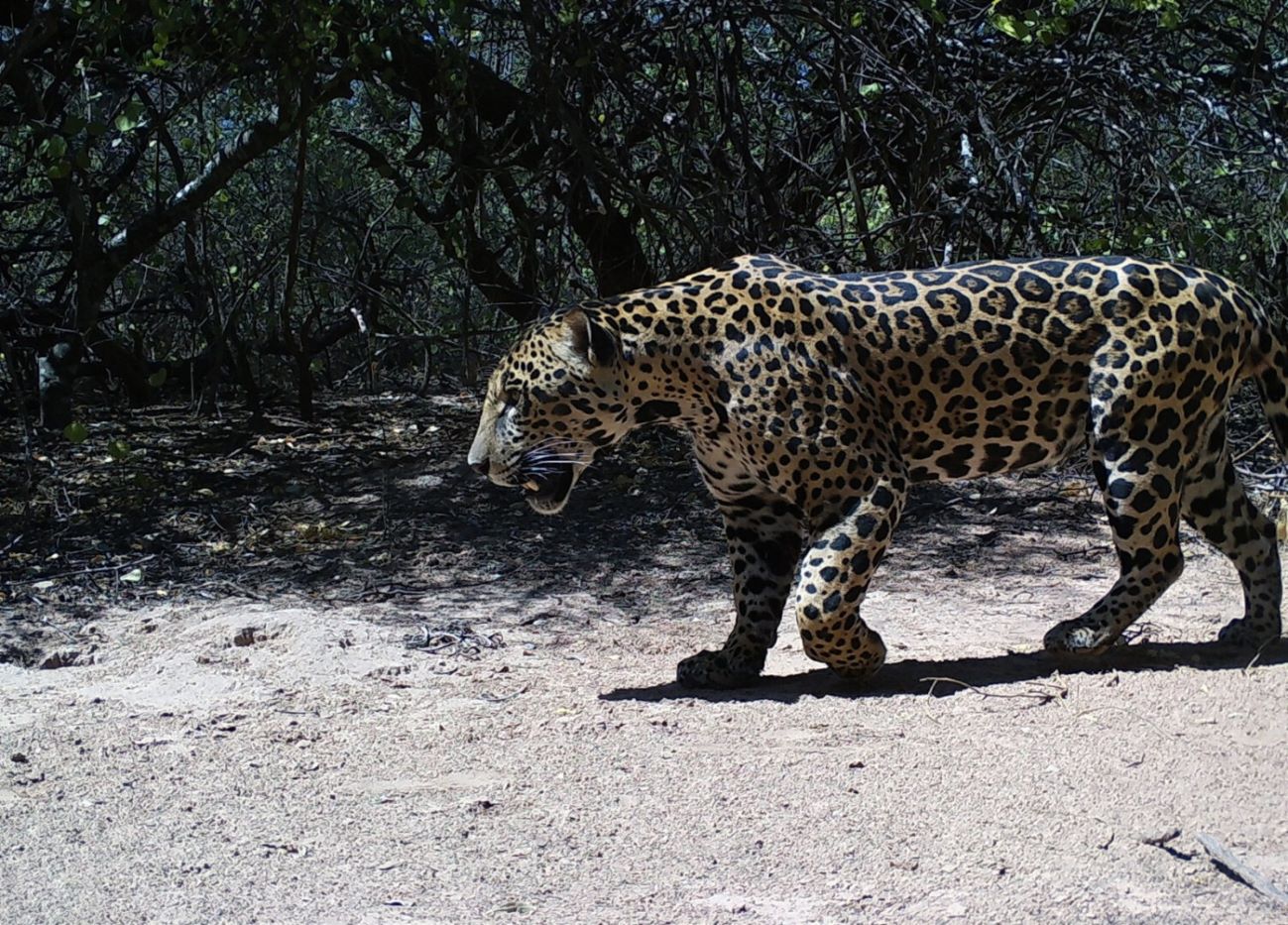 Nuevo registro que permitió identificar por sus manchas al yaguareté de la Reserva Natural Formosa. Crédito: Parques Nacionales