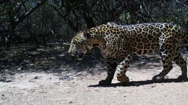 Nuevo registro que permitió identificar por sus manchas al yaguareté de la Reserva Natural Formosa. Crédito: Parques Nacionales
