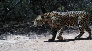Se obtuvieron nuevas fotografías del yaguareté registrado en la Reserva Natural Formosa y la gente podrá elegir su nombre