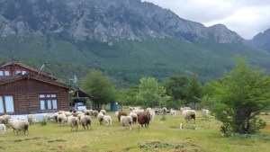 Cae una causa por usurpación de una comunidad mapuche: «Nos fueron sacando las tierras»