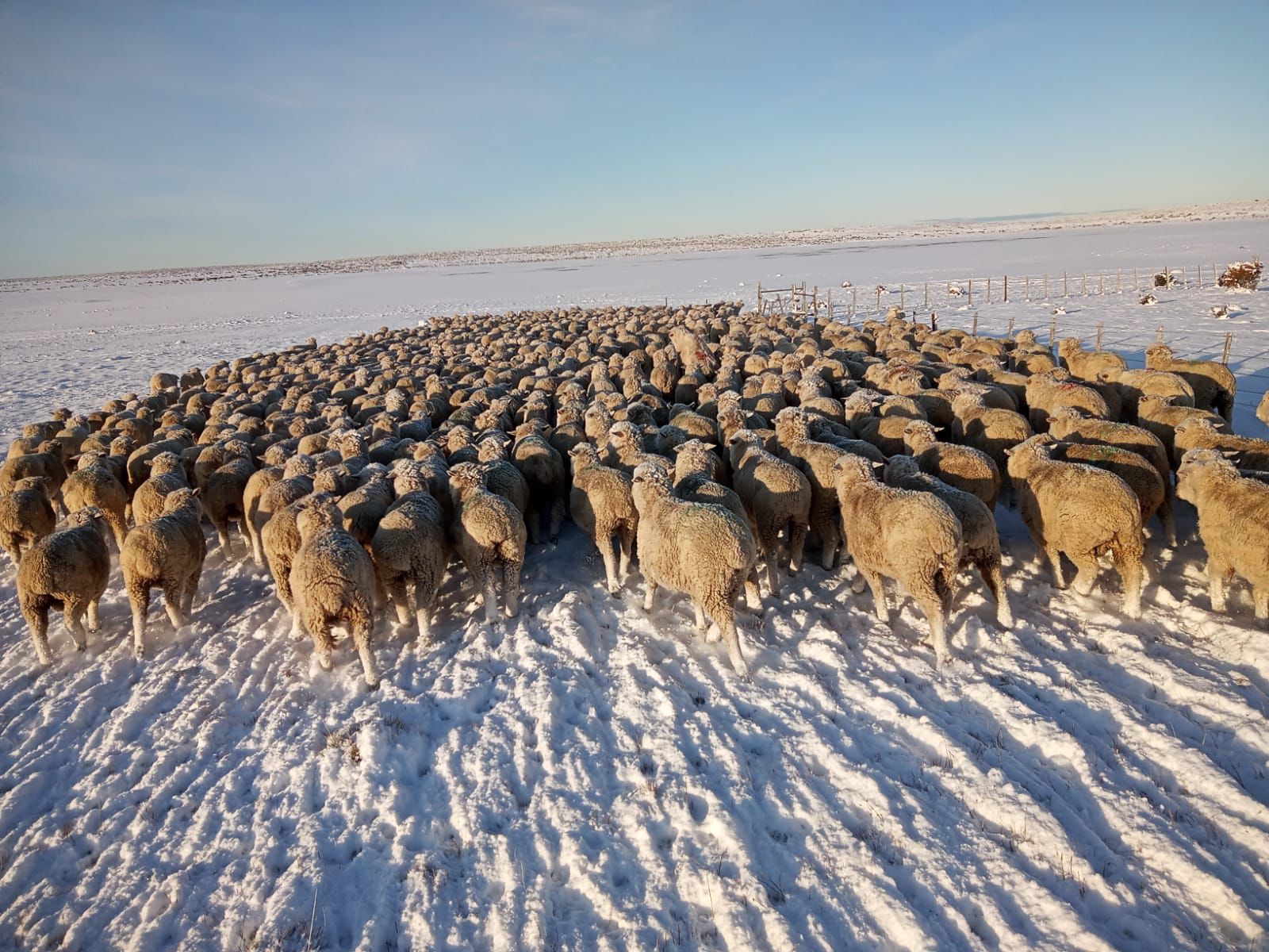 Temporal de nieve: «No es momento de contabilizar las muertes de animales, sino salvar lo que está vivo»