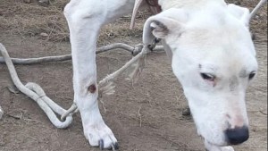 Video: La historia de Peter, un perro que sufría maltrato animal y fue rescatado en Fernández Oro