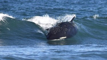 Las orcas barrenan las olas en Bahía Rosas. Foto Gentileza Fernando Mariño PVOR