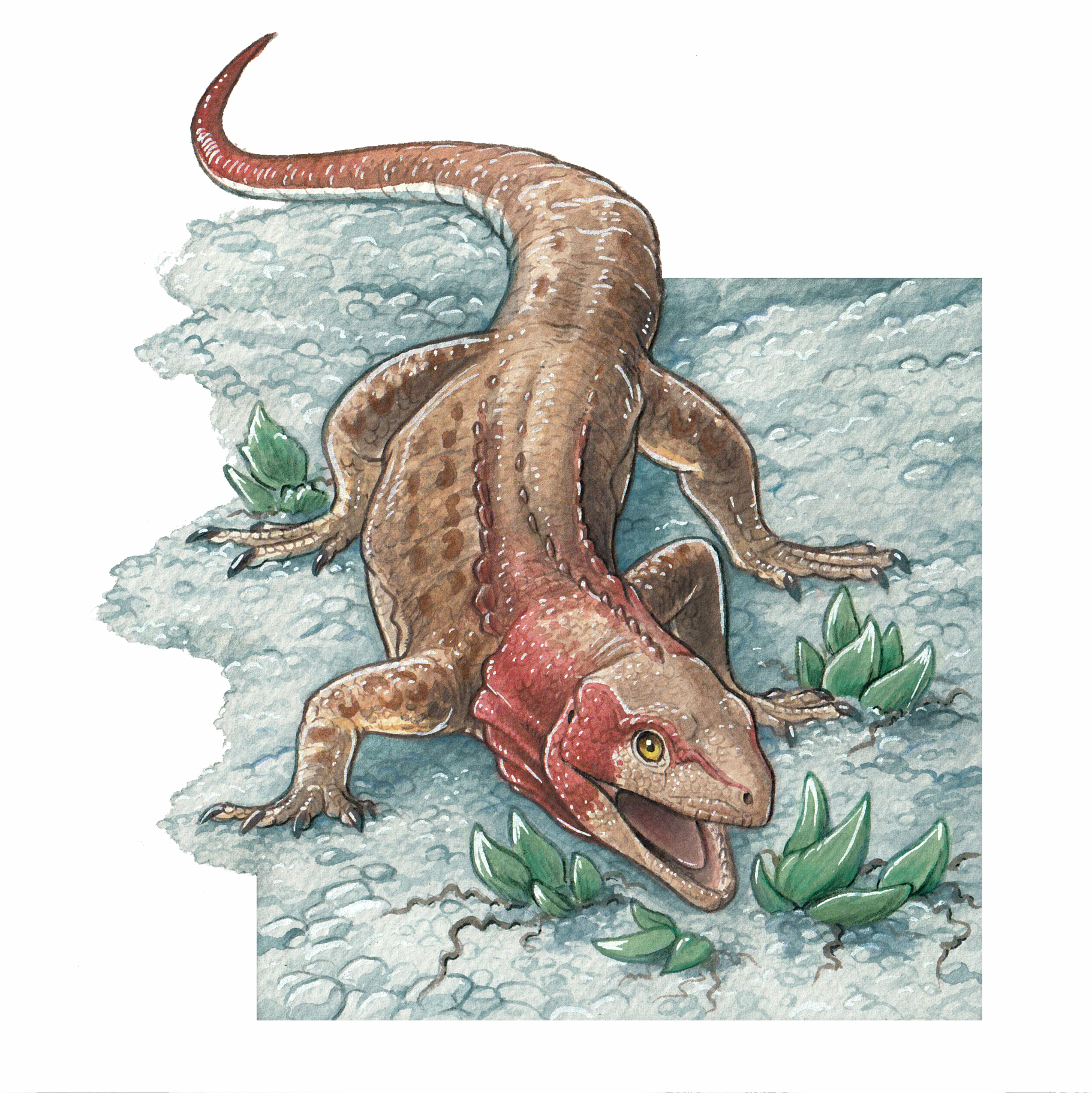 Reconstrucción del lagarto Alamitosphenos mineri, realizado por
Gabriel Lio. 