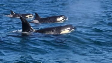 Las orcas, en acción. Son animales fascinantes, que se mueven en manadas lideradas por hembras / Foto: Gentileza Agustín Baraschi